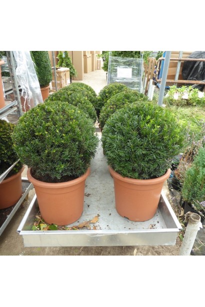 Тис ягідний Топіар Куля посадка